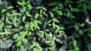 MORINGA PLANT