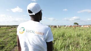 Cattle on a farm 71