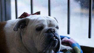 What is your dog trying to tell you?