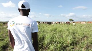 Cattle on a farm 70