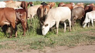 Cattle on a farm 61