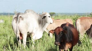 Cattle on a farm 63