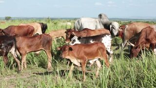 Cattle on a farm 67