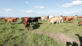 Cattle on a farm 74