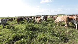 Cattle on a farm 76