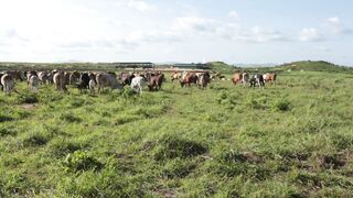 Cattle on a farm 77