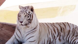 TIGER 8