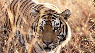 TIGER 9