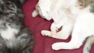Nescau e Jão