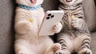 cute cat 63