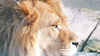 LION 50