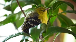 YELLOW BIRD