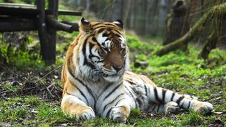 TIGER 58