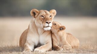 LION 52