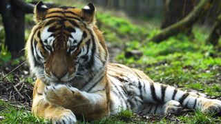 TIGER 57