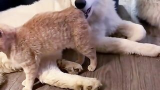 Linda amizade entre cães e Gatos