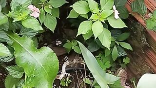 Meu lindo jardim simples mais amo