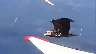 পৃথিবীর ৫টি অদ্ভুত পাখি! 🤯 | 5 Amazing Birds You Won’t Believe Exist
