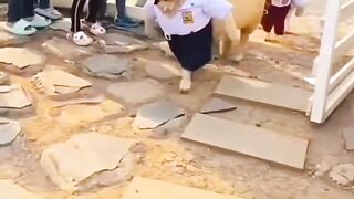 jara jara funny video United States America 102
