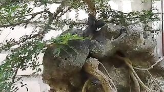 Bonsai yang meliuk liuk