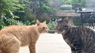 Two cats facing each other.