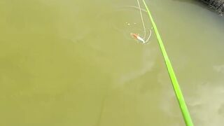 The catfish's energy is struggling to escape.