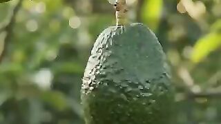 After a fruit falls from a tree to the ground