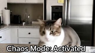 Kucing Persia USA