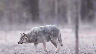Wolf in thi Forest