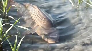 Rice field water where the seeds are seen stranded goldfish