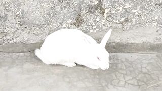 Cute Rabbit 3