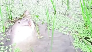 Found a big catfish in the rice fields