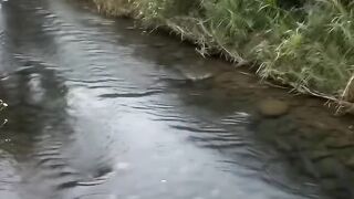 The water in the gutter is black and there are lots of fish living in it.