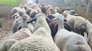Animal 89