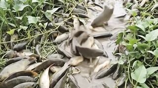 Many tilapia fish are stranded on the edge of the pond