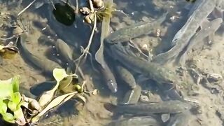 Water hyacinth plants contain many wild fish