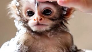 Cute Monkey Baby Shower