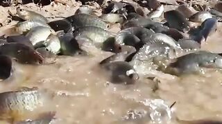 Wow amazing there are so many swamp fish at low tide