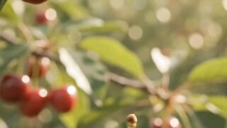 Extraordinary Nature life cycle of Cherry