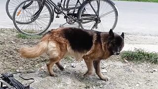 Cute And Intelligent Dog