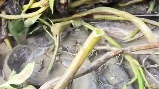 In the mounds of water hyacinth plants there are many wild catfish
