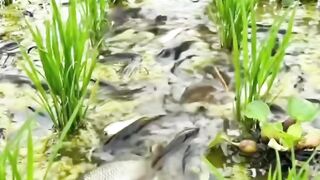 Amazingly, there is a large fish harvest in the rice fields.