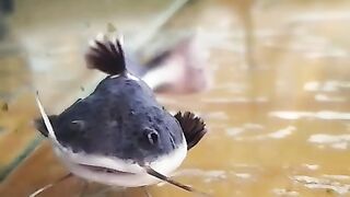 Ikan lele aquarium