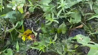 In the swamp grass, many wild fish are found.