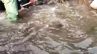 One poke and you can get a lot of fish, it's amazing