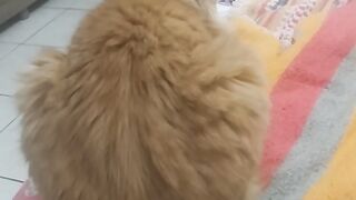 Video gato