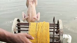 A chicken's bait is immediately devoured greedily with one throw.