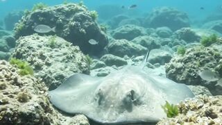 Stingray, Moray Eel & Hundreds of Fish | Incredible Underwater Encounter