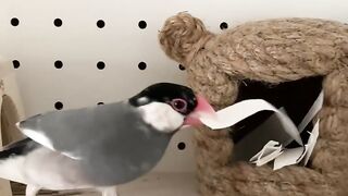 腰が引けても つかみとる🐧✌️