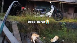 begal yang imuttt